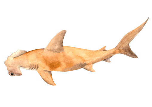 Watercolored Marine Animals Scalloped Hammerhead Shark
