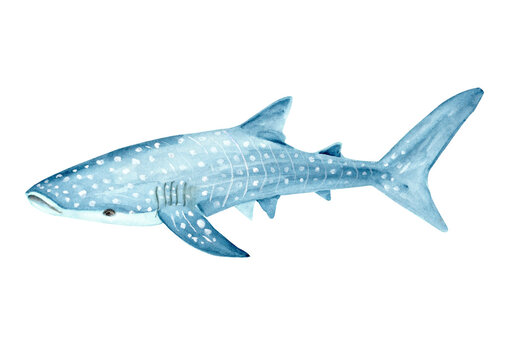 Watercolored Marine Animals Whale Shark Butanding 