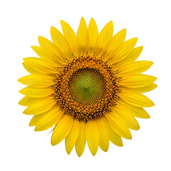 Fototapeta premium Detailed view of a vibrant yellow sunflower isolated on transparent background