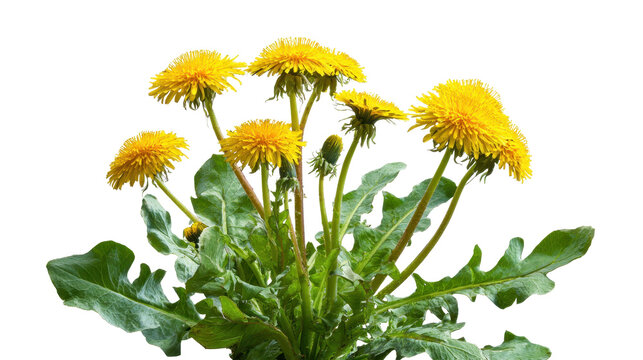 Dandelion bloom showing vibrant yellow flowers and fresh green leaves, symbolizing spring, natural growth, and the plant's use in herbal remedies, isolated with a transparent background