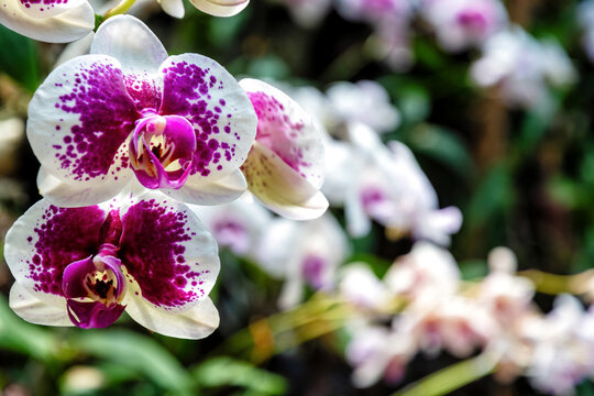 Purple and white spotted Phalaenopsis orchids in a beautiful tro