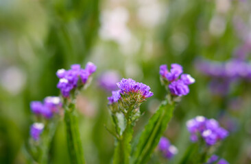 Fototapeta premium Flowers of the winged sea lavender. Close-up of the flowering plant. Limonium sinuatum. 
