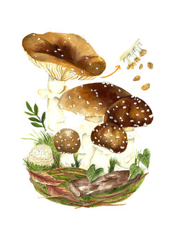 Watercolor Amanita Pantherina Mushroom Lifecycle