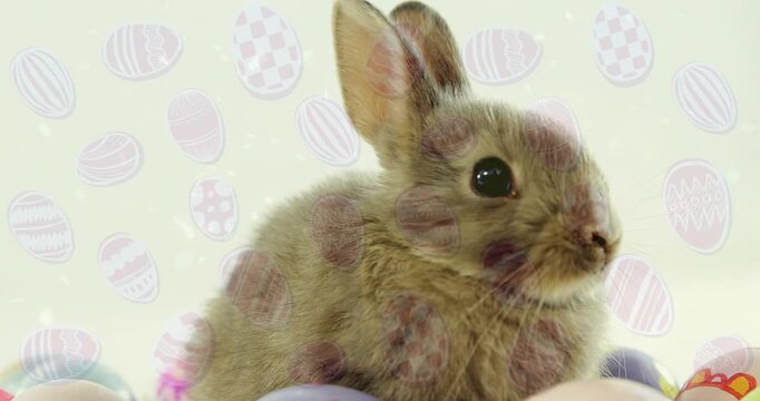 Lifting small brown rabbit turning head and gazing right in pale studio backdrop, pastel eggs