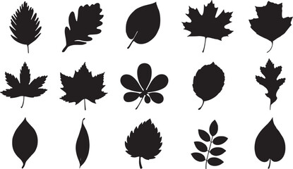 Obraz premium Set of Various Leaf Silhouettes Isolated on White Background, Black Tree Leaves Icons Collection for Nature Design, Autumn Foliage Elements for Logo and Patterns, Minimalist Eco-Friendly Graphic Asset