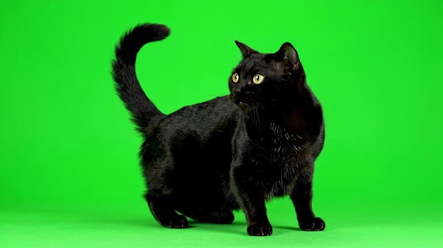 A wary black cat arching its back cautiously on a vibrant green screen wildlife, feline, action