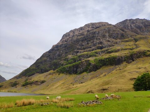 Sheep grazing in lush green field beneath rugged Scottish mountains near Loch Ness, Scotland