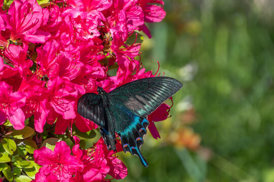 鮮やかなピンク色のツツジの花に留まる美しいカラスアゲハの羽 