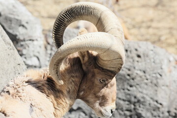 オオツノヒツジ