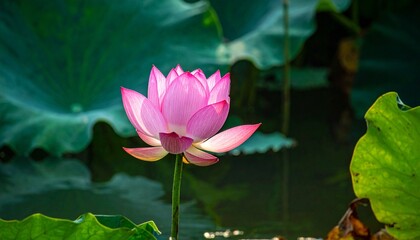 Obraz premium Pink lotus flower on water.