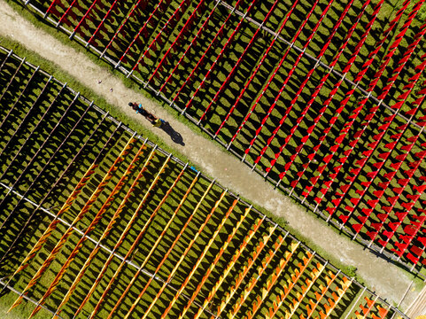 Aerial view of vibrant red and yellow fabrics drying under the sun, creating a mosaic of colors and shadows along a path, Narayanganj, Dhaka Division, Bangladesh.