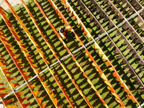 Aerial view of vibrant orange and deep brown textiles stretched across verdant green fields, creating a striking contrast in Narayanganj, Dhaka Division, Bangladesh.