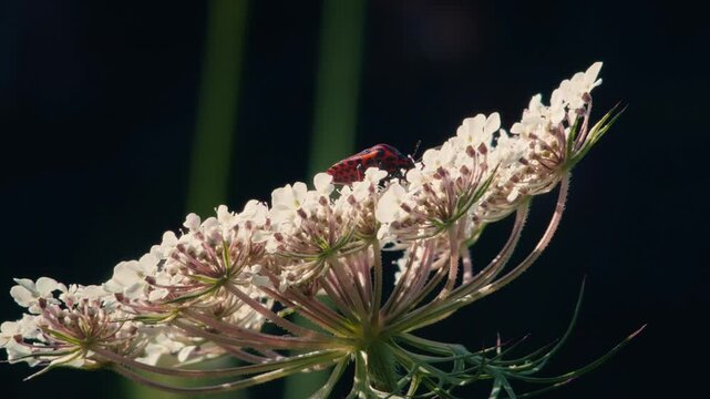 Red and black striped insect moving across the flat white surface of an umbellifer bloom against a dark background. Detailed view of garden biodiversity.