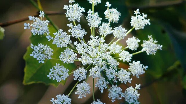 Detailed view of a white umbelliferous flower head displaying tiny florets amidst green leaves in a natural setting.