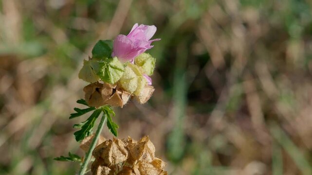 Soft pink mallow flower blooming alongside brown dried seed pods on a green stalk. The surrounding area comprises blurred natural foliage. Shallow depth of field.