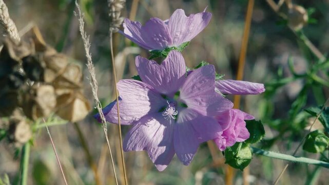 Several purple mallow blooms display their delicate petals amidst green grass and dry stalks under bright natural light. Medium shot.