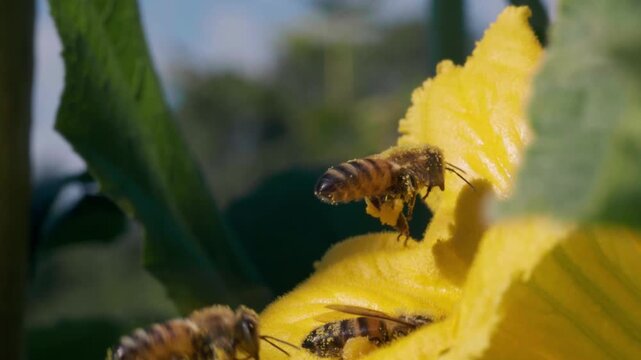 Honey bees pollinating a yellow squash blossom in the garden, gathering nectar and pollen in slow motion.