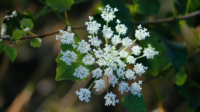 Overhead view of a blooming white umbellifer flower cluster surrounded by dark green leaves in a natural setting. High angle shot.