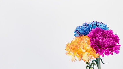 ピンクと青と黄色のカーネーション フラワー素材 白背景