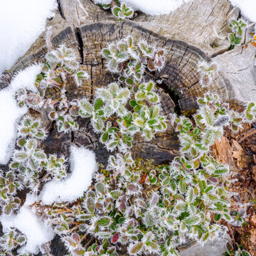 Close-up of a tree stump covered in frost-covered plants and snow. Adamello Brenta Natural Park, Madonna di Campiglio,Trentino,Italy