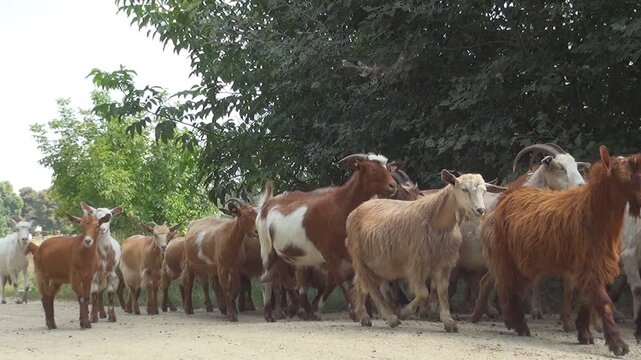 Herd of Goats and Kids, Lambkin Walking on a Rustic, Rural Path in Countryside