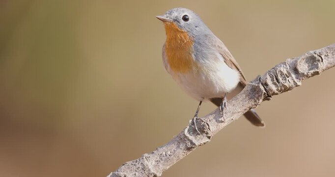 Handsome Tail-flicking Male Red-breasted Flycatcher bird on a branch, scanning before a quick takeoff.