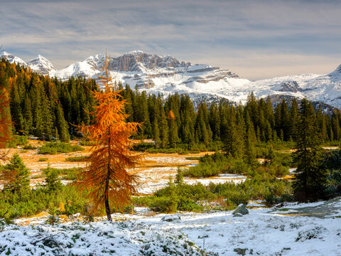 Snowy mountain landscape with evergreen and golden trees. Adamello Brenta Natural Park, Madonna di Campiglio,Trentino,Italy