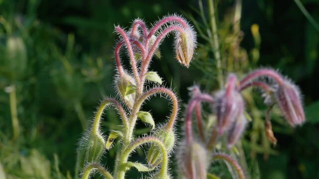 Clusters of hairy borage buds hang from green stems before blooming. The fine hairs on the plant glisten in natural light against a blurred green background. Static shot of flora.
