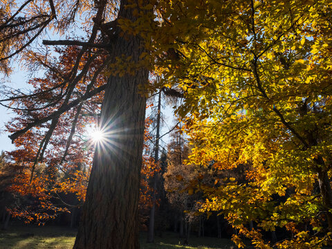 Sunlight streams through autumn trees with yellow and orange leaves. Adamello Brenta Natural Park, Madonna di Campiglio,Trentino,Italy