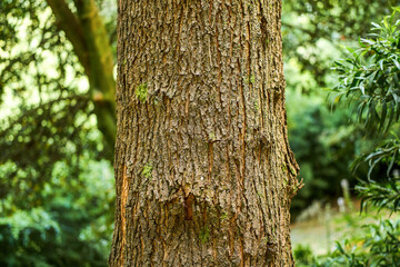 Obraz premium Macro wooden surface with aged organic design