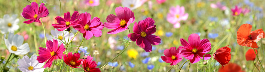 Garten 1536 © K.-U. Häßler