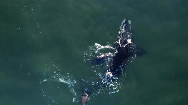 Bowhead whale family swimming together in calm blue ocean water, Mother cares calf. Aerial view pod of bowhead whale spouting hug play. Whale watching of migrate Baleen whales South Africa.
