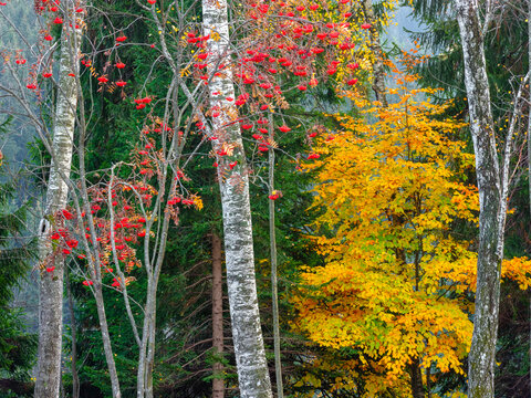 Autumn forest scene with birch trees, red berries, and yellow foliage against a backdrop of green conifers. Adamello Brenta Natural Park, Madonna di Campiglio,Trentino,Italy