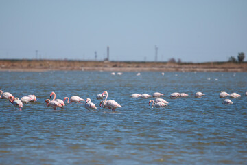 Naklejka premium group of flamingos in the lake