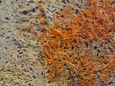 Overhead shot of shallow water with pine needles and sandy bottom. Valagola Lake,Adamello Brenta Natural Park,Stenico,Trentino,Italy