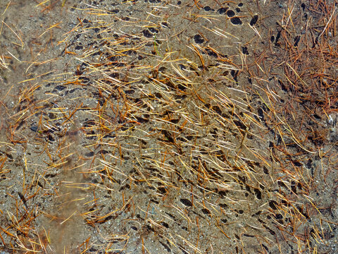 Close-up of pine needles in shallow water on a sandy bottom, creating a textured pattern. Valagola Lake,Adamello Brenta Natural Park,Stenico,Trentino,Italy