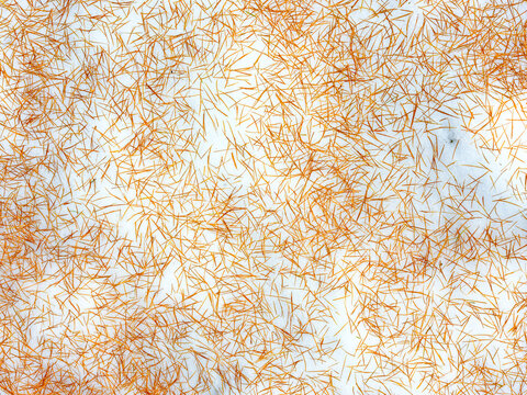 Orange pine needles scattered on a snowy surface. Valagola Lake,Adamello Brenta Natural Park,Stenico,Trentino,Italy