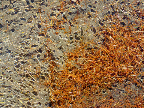 Shallow water with fallen pine needles and pebbles visible through the clear surface. Valagola Lake,Adamello Brenta Natural Park,Stenico,Trentino,Italy