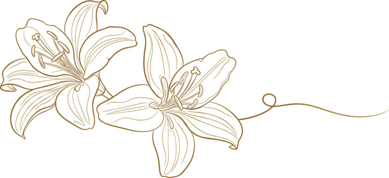 Continuous one line drawing of two blooming lily flowers with leaves for spring wedding invitation and floral nature garden decoration