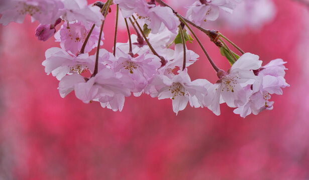 Macro of weeping cherry blossom with bright pink background in spring