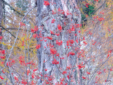 Close-up of a tree trunk with bright red berries on thin branches in front of it, with yellow foliage in the background. Valagola Lake,Adamello Brenta Natural Park,Stenico,Trentino,Italy