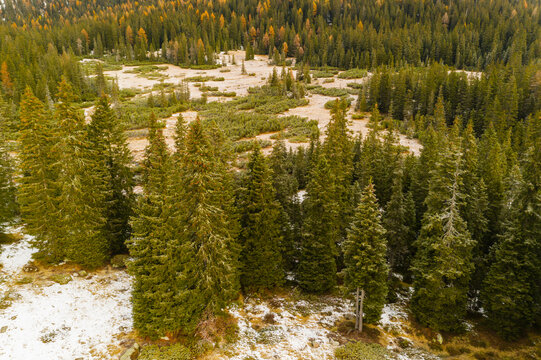 Aerial view of a forest with patches of snow on the ground. Adamello Brenta Natural Park, Madonna di Campiglio,Trentino,Italy