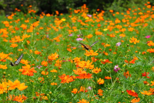 Butterflies Among Vibrant Orange Cosmos Flowers