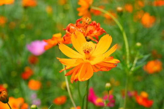 Vibrant Orange Cosmos Flower in Garden