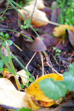 Small Mushroom on Forest Floor