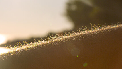 CLOSE UP, LENS FLARE: A sunlit forearm shows raised hairs and goosebumps in the seaside breeze. Warm light and chilly summer evening by the beach. Simple sensory moment of nature, air, and relaxation.