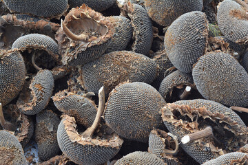Dry Sunflower Heads with Seeds After Harvest