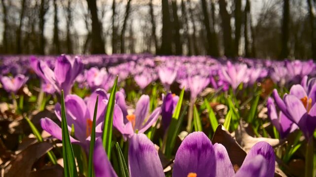 Blooming crocuses growing among dry leaves in spring forest. Early woodland flowers filmed with gentle camera slider movement