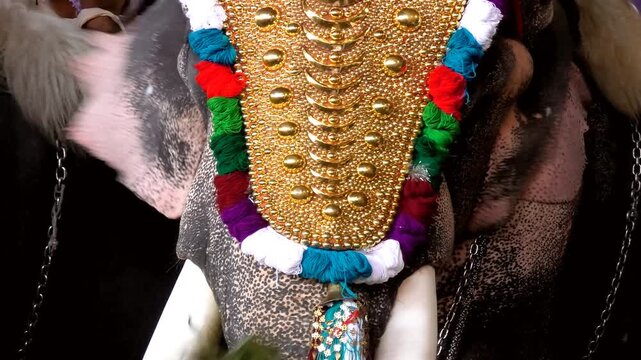 Closeup of decoration of an elephant participated in a temple festival in Kerala, India