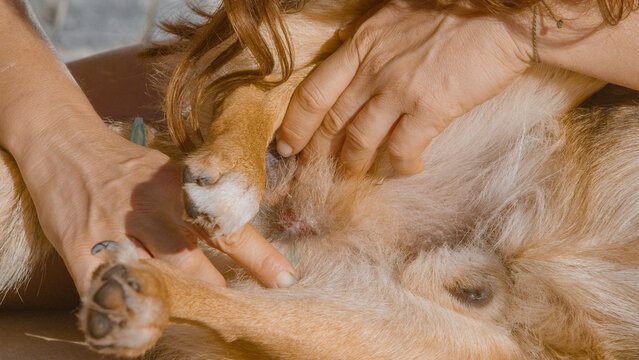 CLOSE UP: Hands part the fur and gently rub ointment onto irritated skin on a dog belly. A responsible pet owner gently cares for their canine friend and relieves skin irritation for a speedy recovery